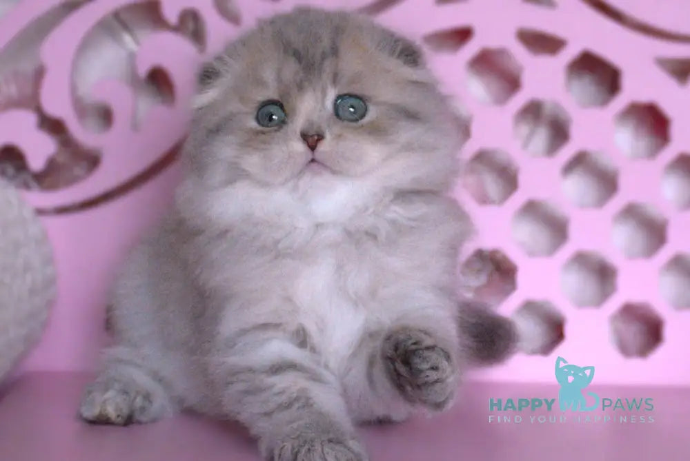 Marfusha Scottish Fold female blue golden shaded live animals