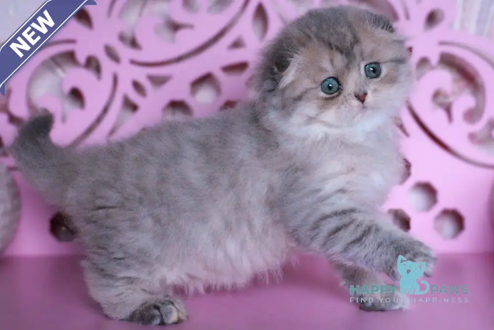 Marfusha Scottish Fold female blue golden shaded live animals