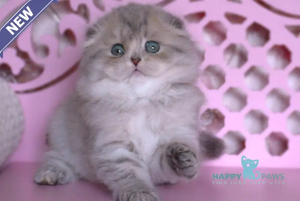 Marfusha Scottish Fold female blue golden shaded live animals