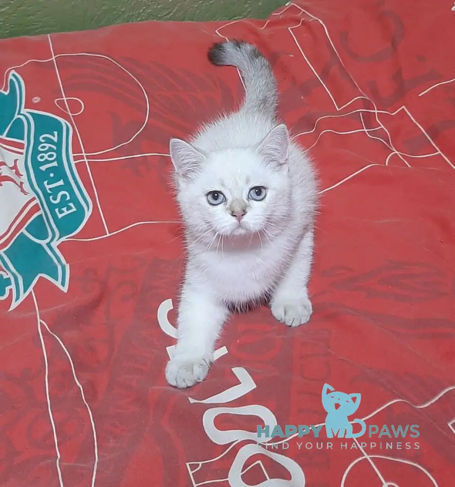 Marfusha Scottish Straight female black golden shaded pointed live animals