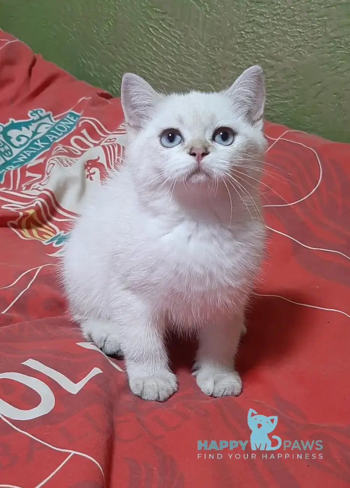 Marfusha Scottish Straight female black golden shaded pointed live animals