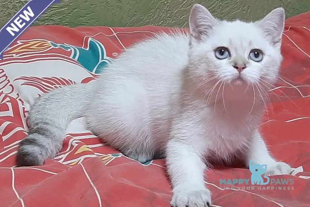 Marfusha Scottish Straight female black golden shaded pointed live animals