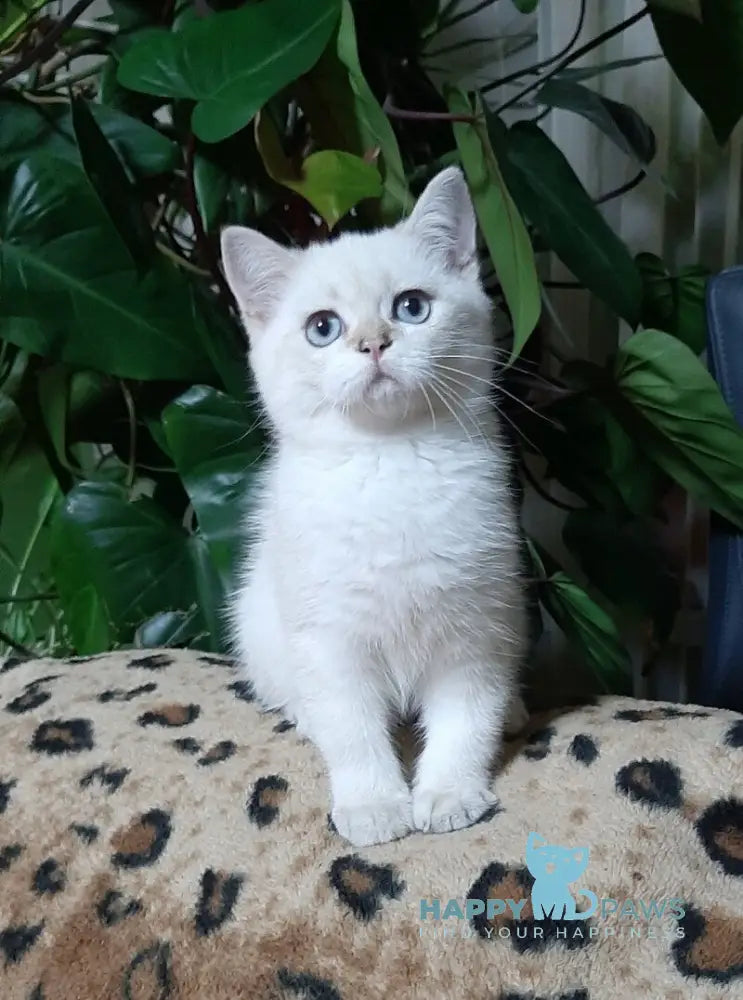 Marfusha Scottish Straight female black golden shaded pointed live animals