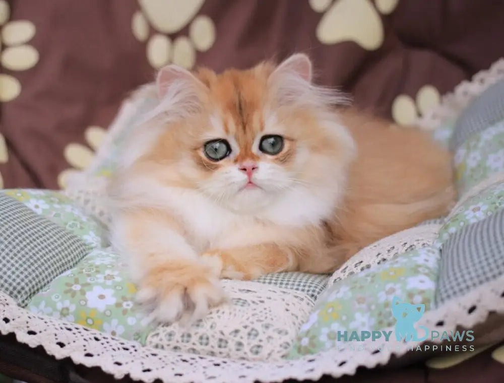 Margo British Longhair female black golden chinchilla live animals