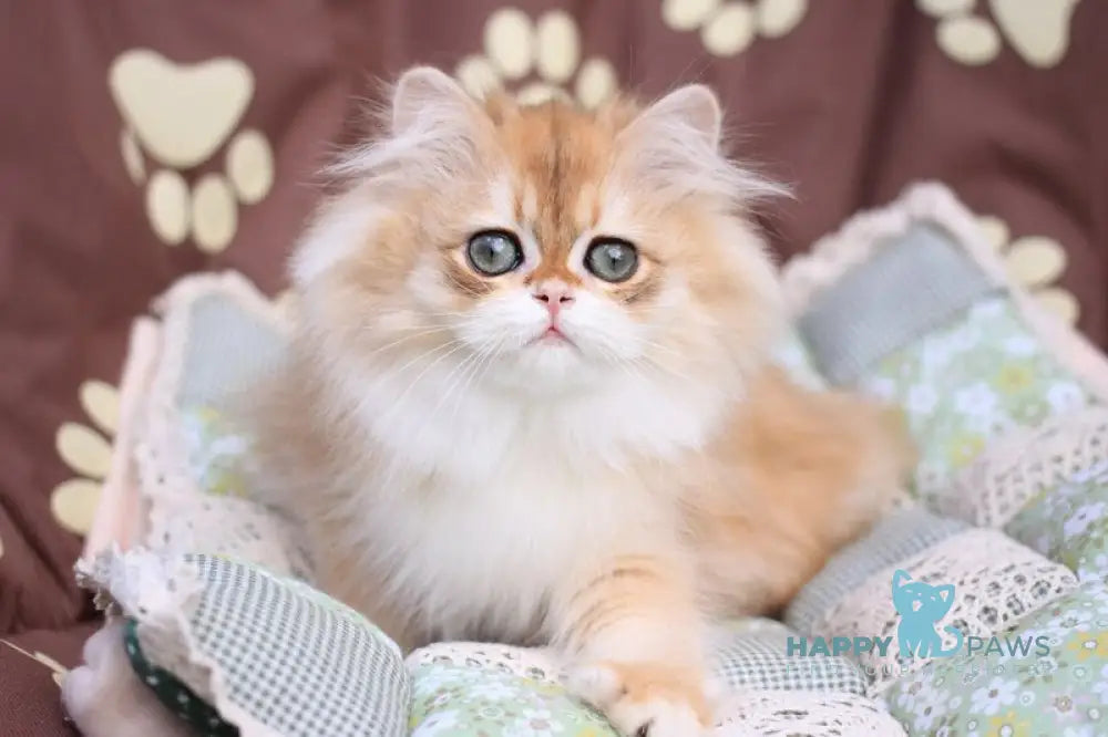 Margo British Longhair female black golden chinchilla live animals