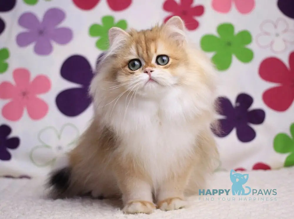 Margo British Longhair female black golden chinchilla live animals