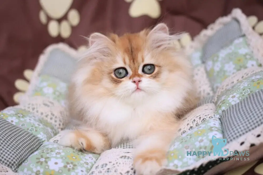 Margo British Longhair female black golden chinchilla live animals