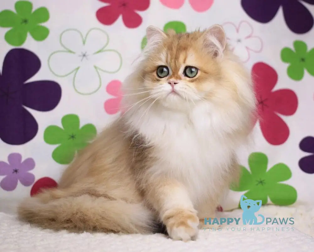 Margo British Longhair female black golden chinchilla live animals