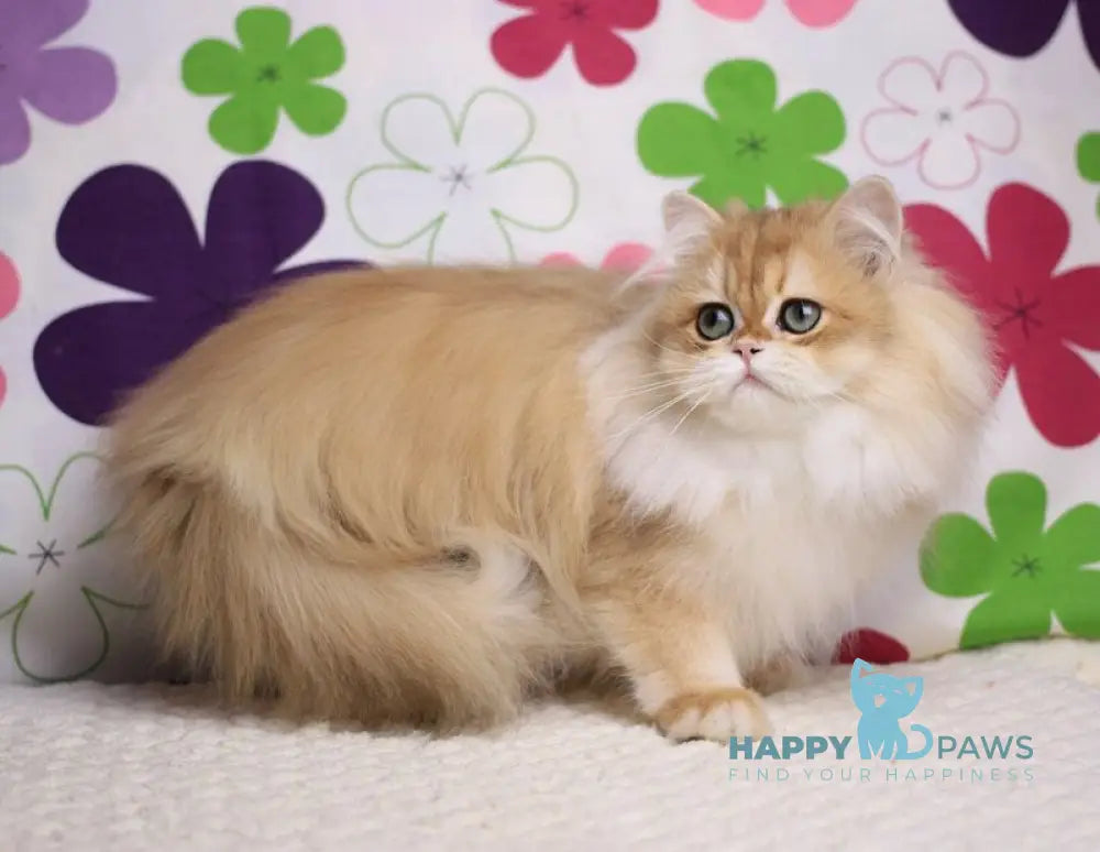 Margo British Longhair female black golden chinchilla live animals