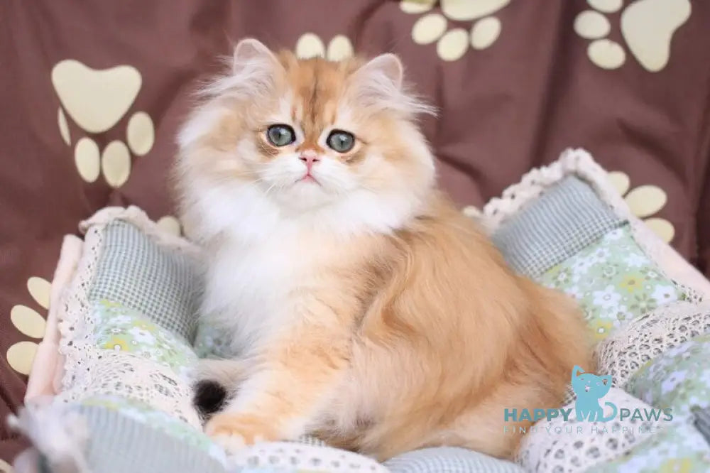 Margo British Longhair female black golden chinchilla live animals