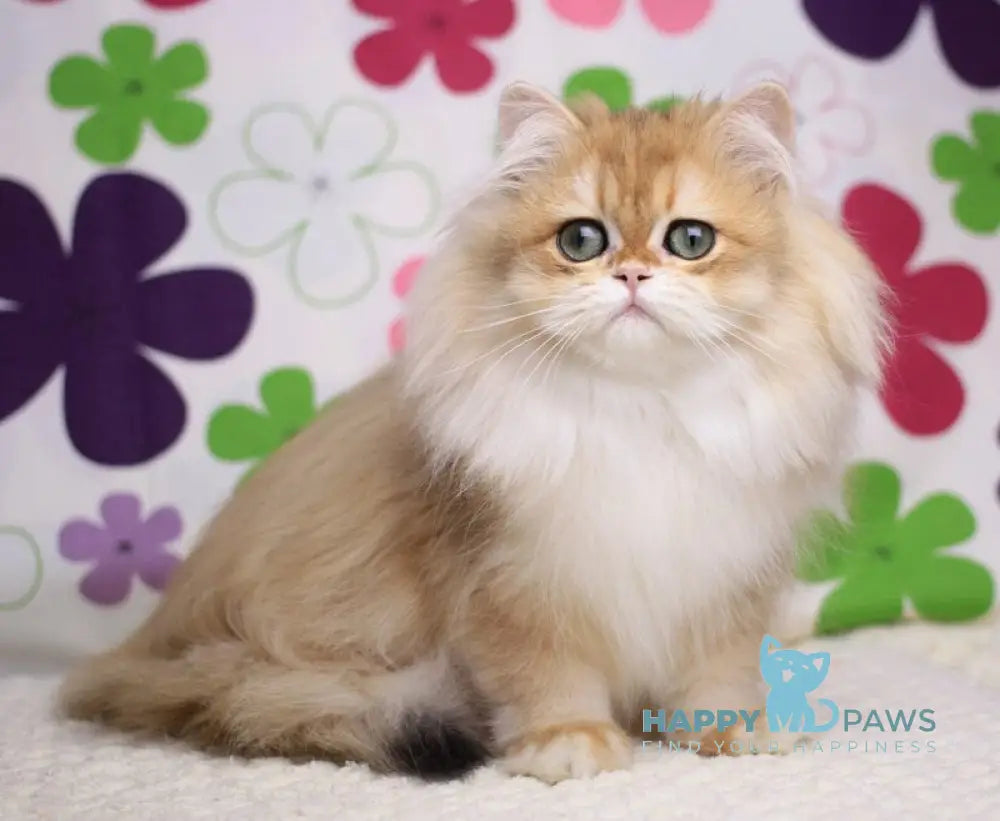 Margo British Longhair female black golden chinchilla live animals