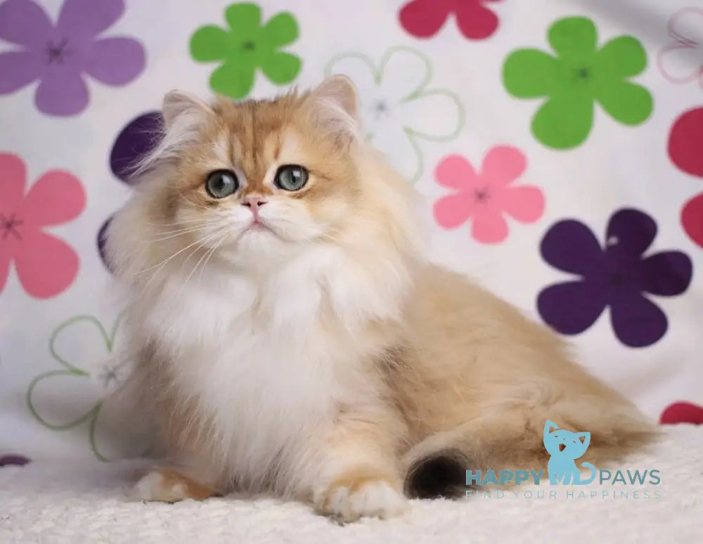 Margo British Longhair female black golden chinchilla live animals