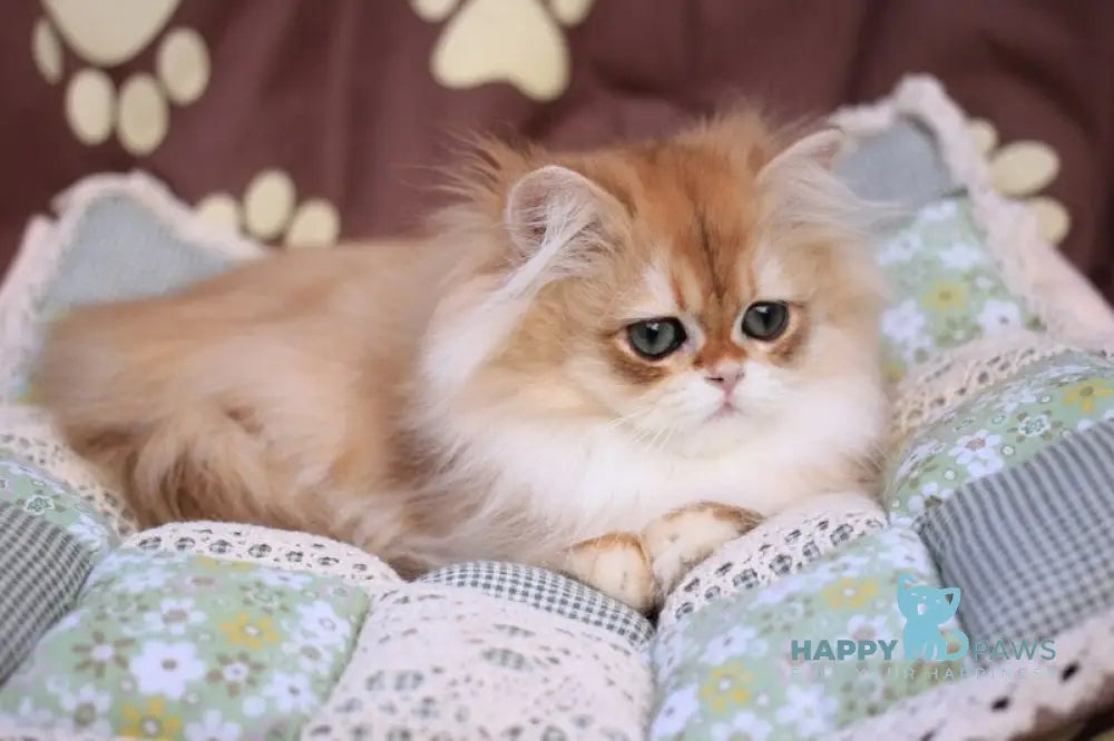 Margo British Longhair female black golden chinchilla live animals