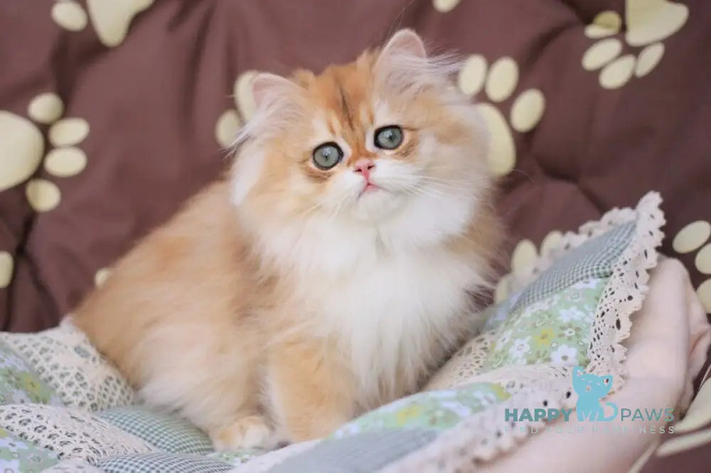 Margo British Longhair female black golden chinchilla live animals