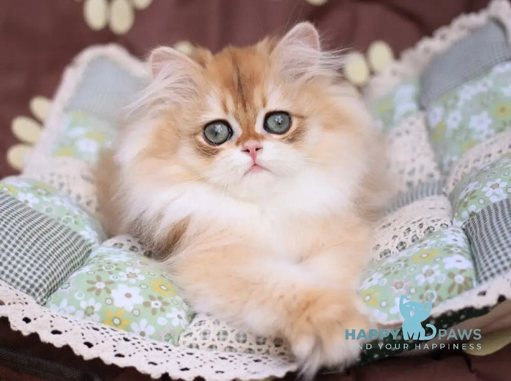 Margo British Longhair female black golden chinchilla live animals