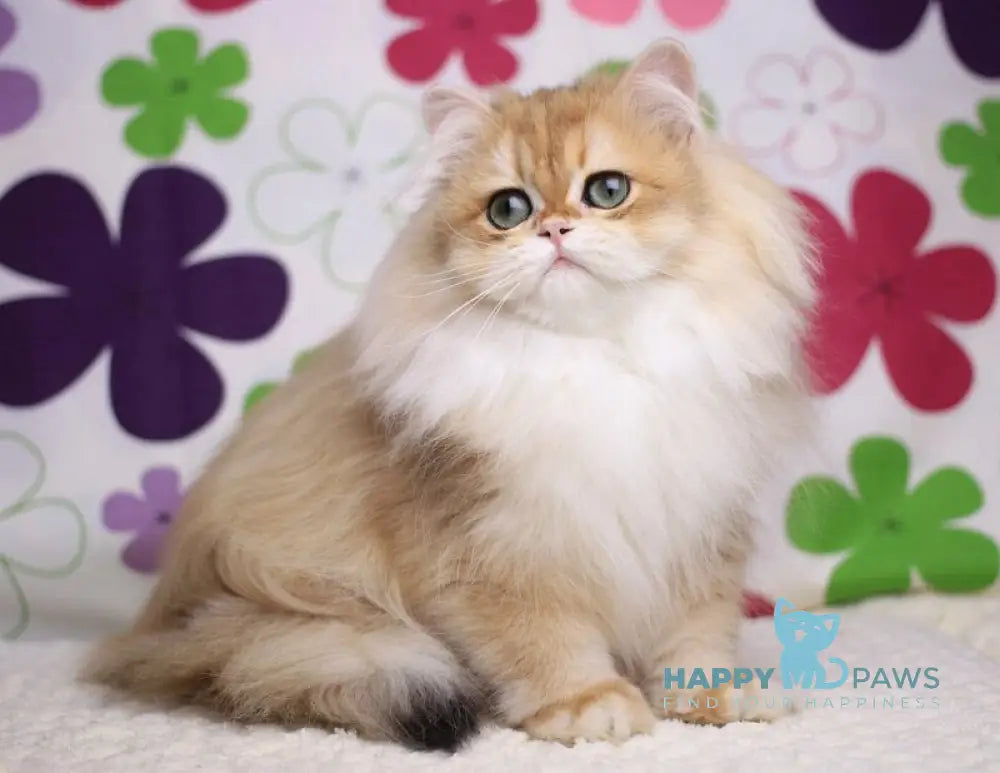 Margo British Longhair female black golden chinchilla live animals