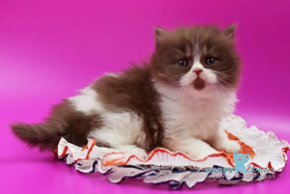 Margo British Longhair female chocolate bicolour live animals