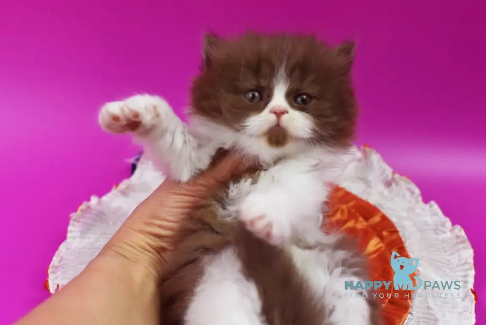 Margo British Longhair female chocolate bicolour live animals