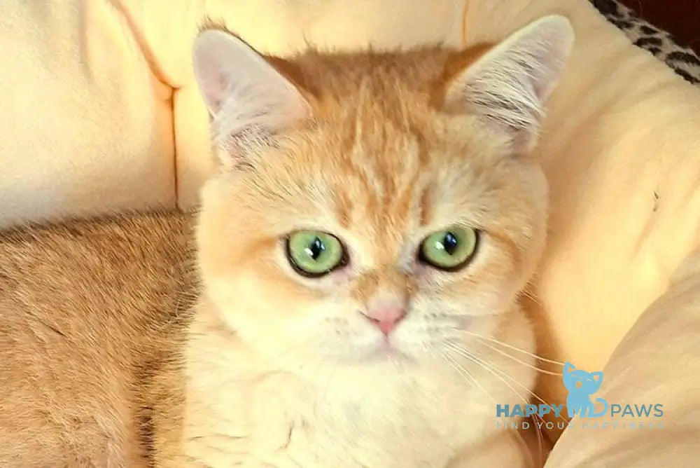 Margo British Shorthair female black golden chinchilla live animals