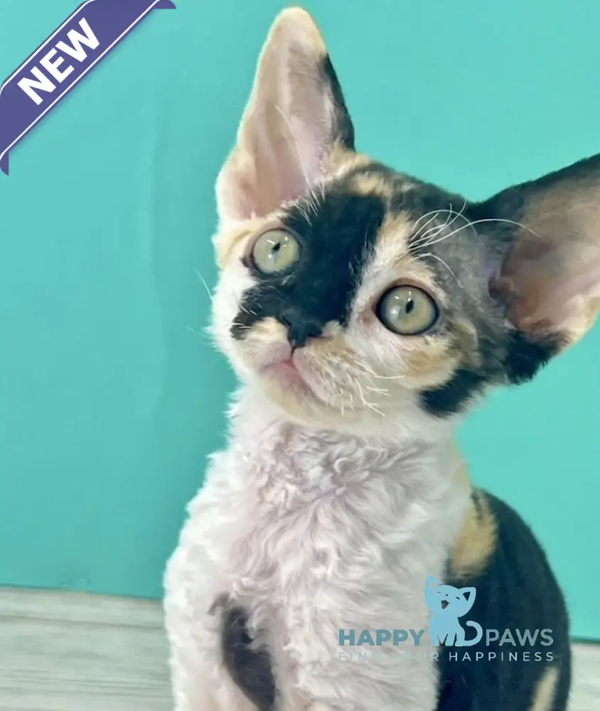 Margo Devon Rex female black tortie bicolour live animals