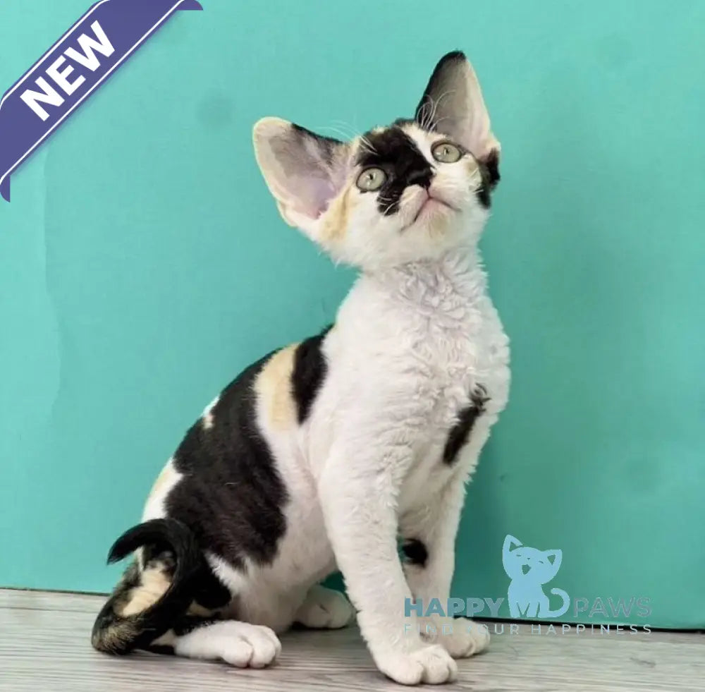 Margo Devon Rex female black tortie bicolour live animals