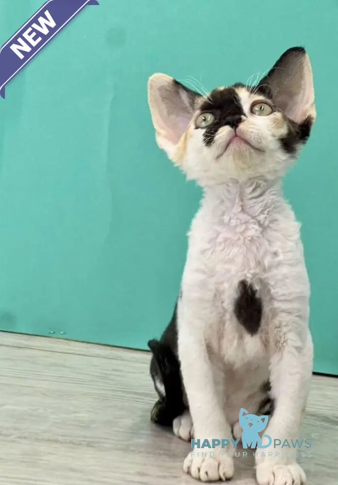 Margo Devon Rex female black tortie bicolour live animals