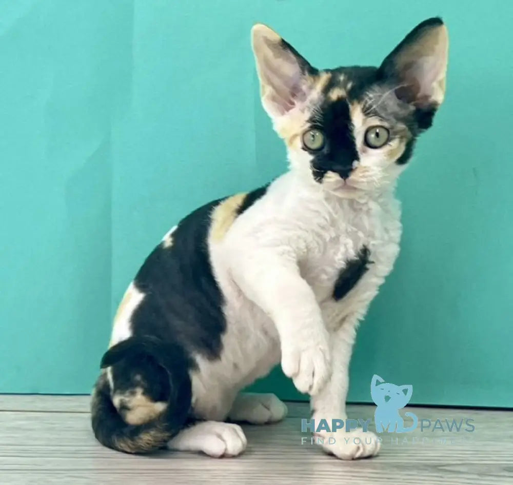 Margo Devon Rex female black tortie bicolour live animals