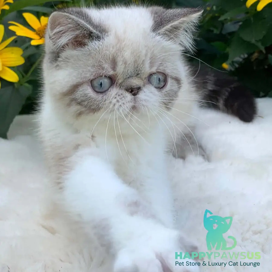 Margo Exotic female black tabby pointed bicolour - live animals