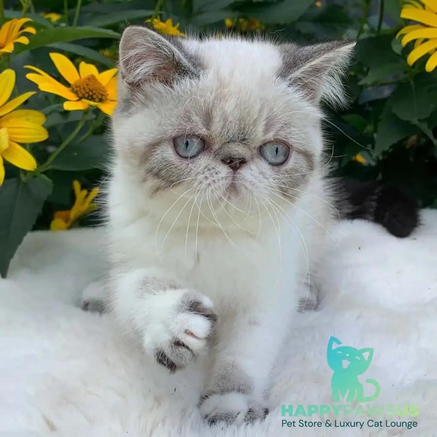 Margo Exotic female black tabby pointed bicolour - live animals