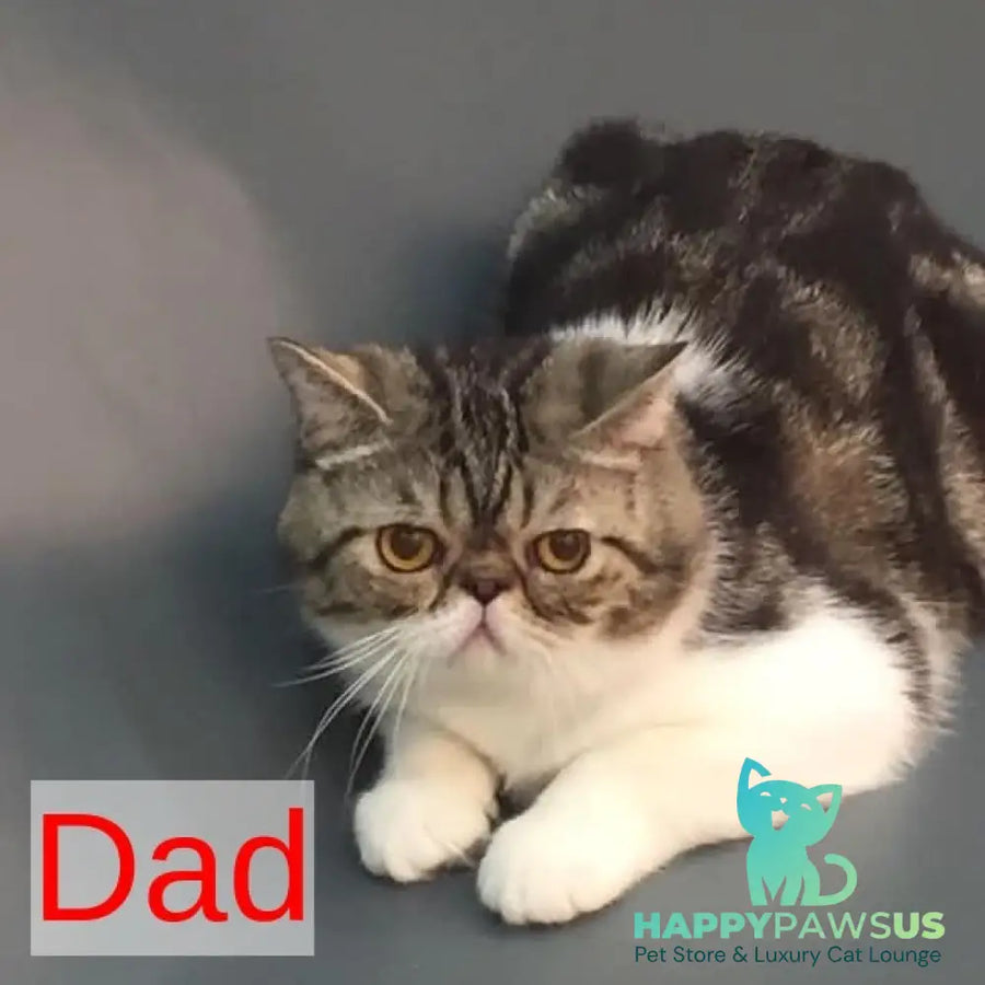 Margo Exotic female black tabby pointed bicolour - live animals