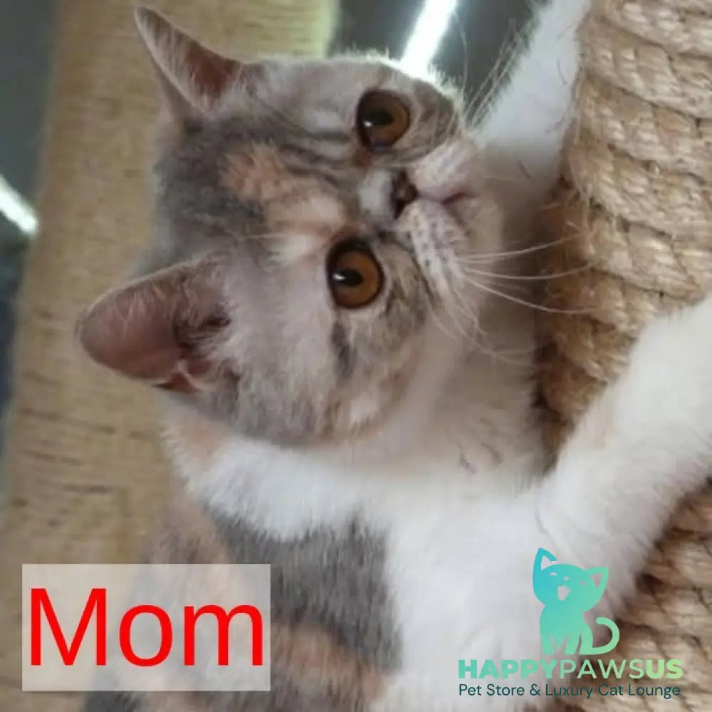 Margo Exotic female black tabby pointed bicolour - live animals