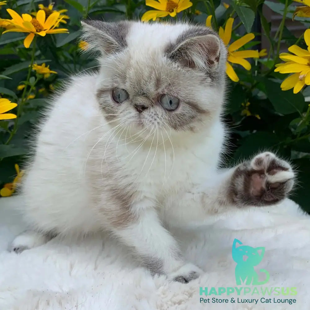 Margo Exotic female black tabby pointed bicolour - live animals