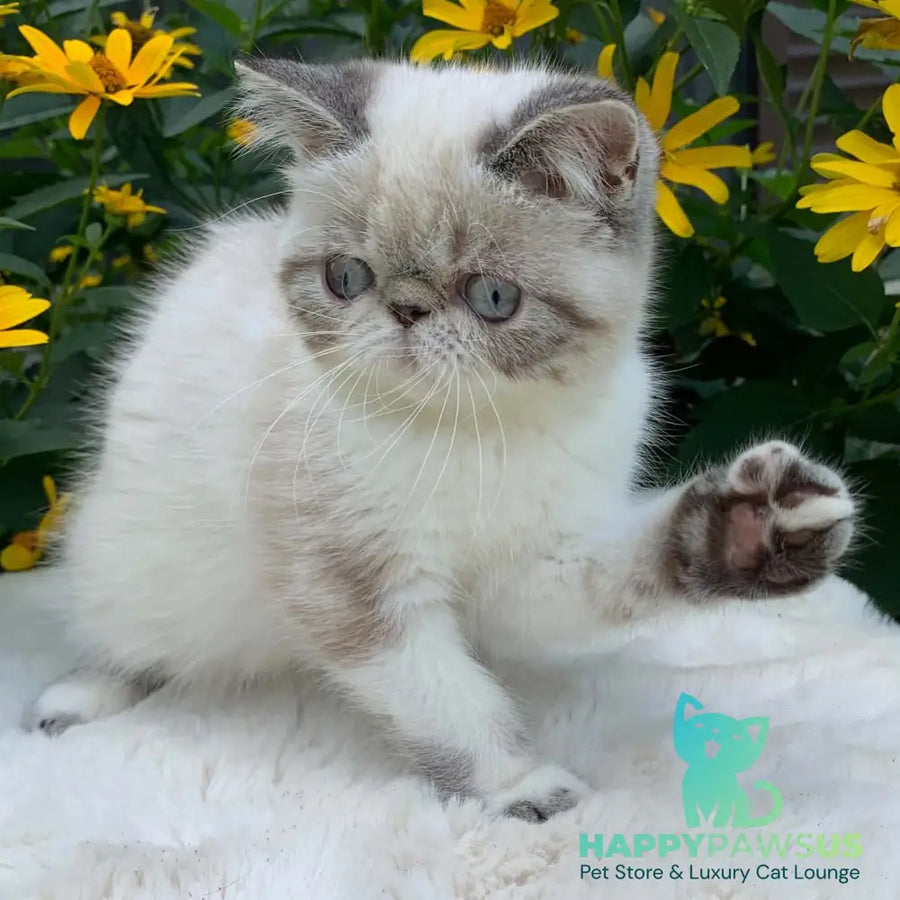 Margo Exotic female black tabby pointed bicolour - live animals