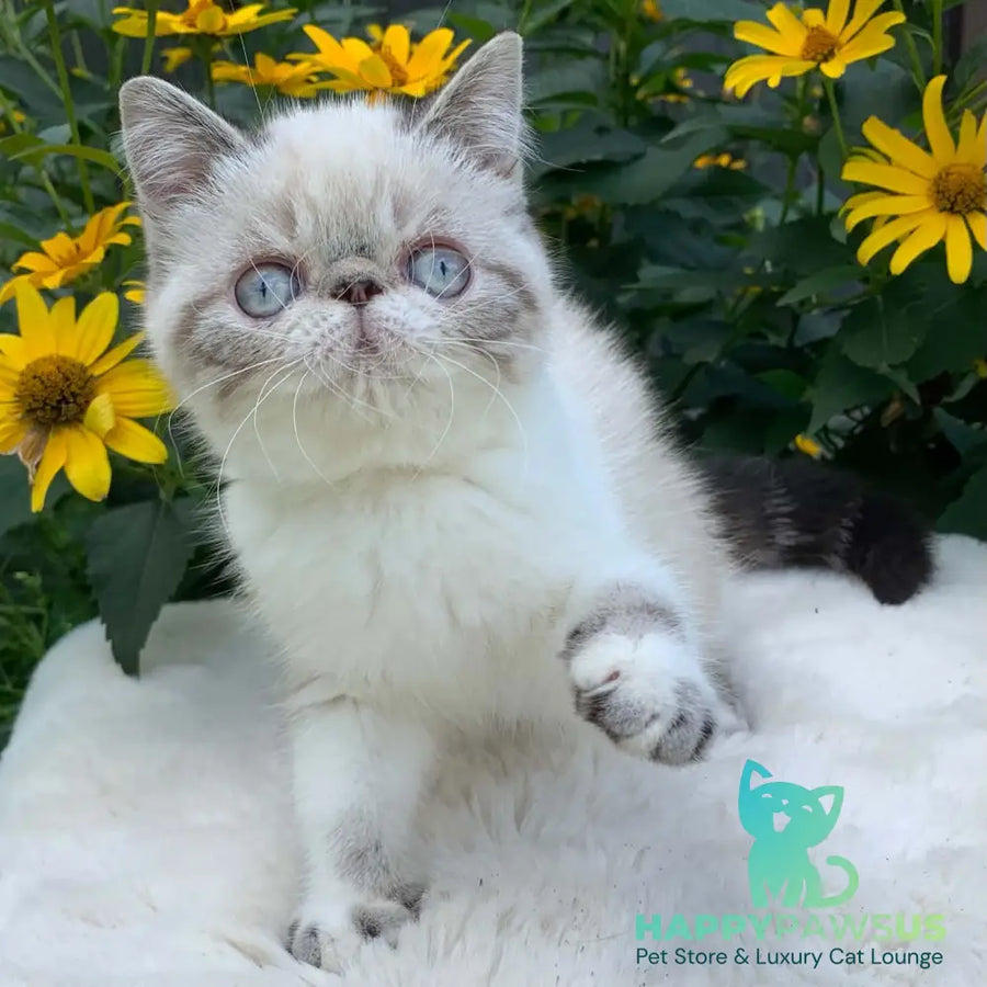 Margo Exotic female black tabby pointed bicolour - live animals