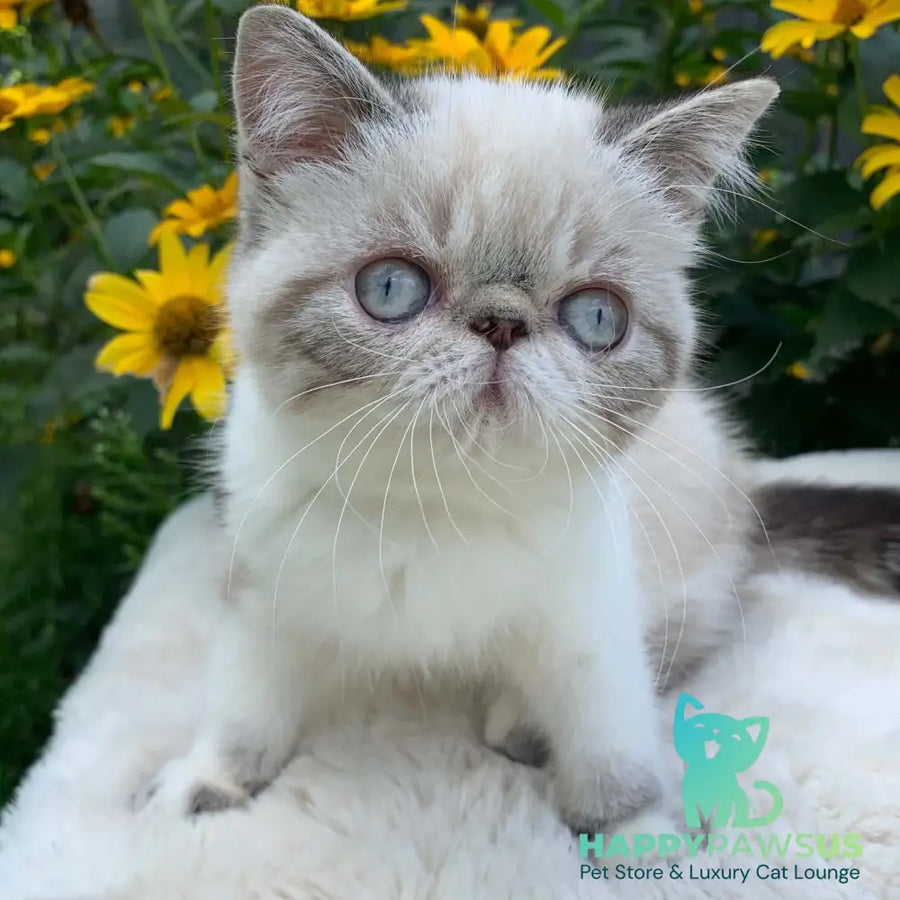 Margo Exotic female black tabby pointed bicolour - live animals