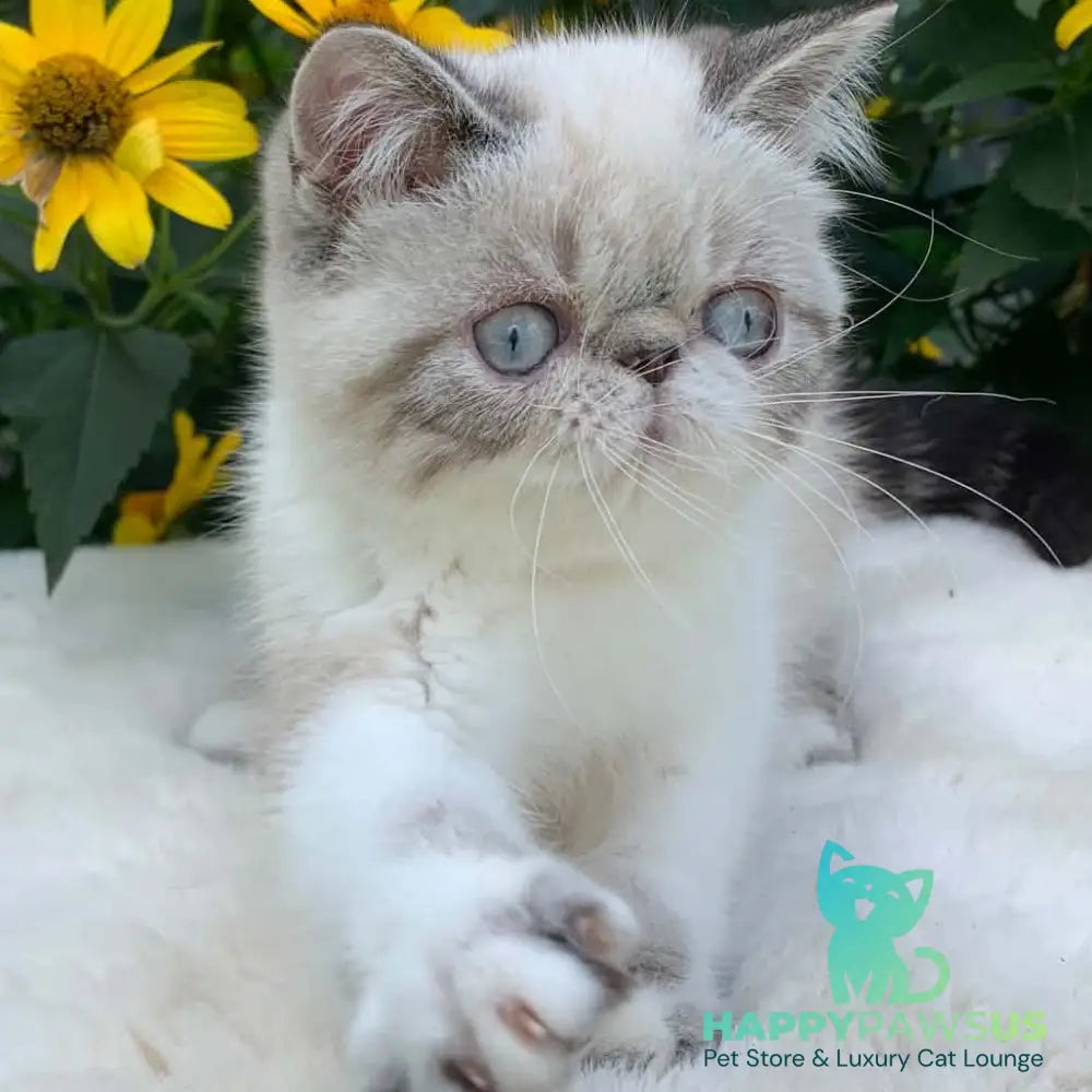 Margo Exotic female black tabby pointed bicolour - live animals