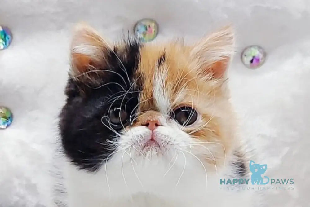 Margo Exotic female black tortie bicolour - live animals