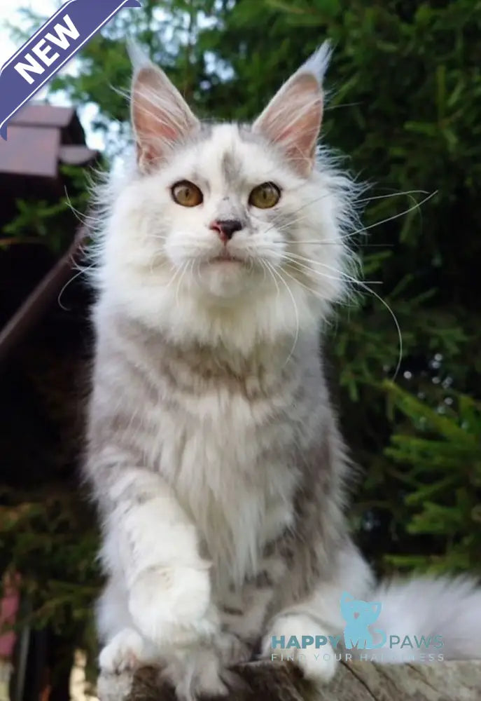 Margo Maine Coon female black tortie silver tabby live animals