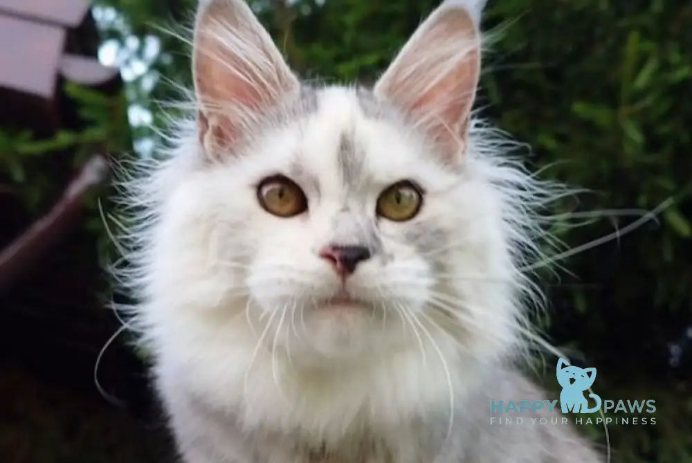Margo Maine Coon female black tortie silver tabby live animals