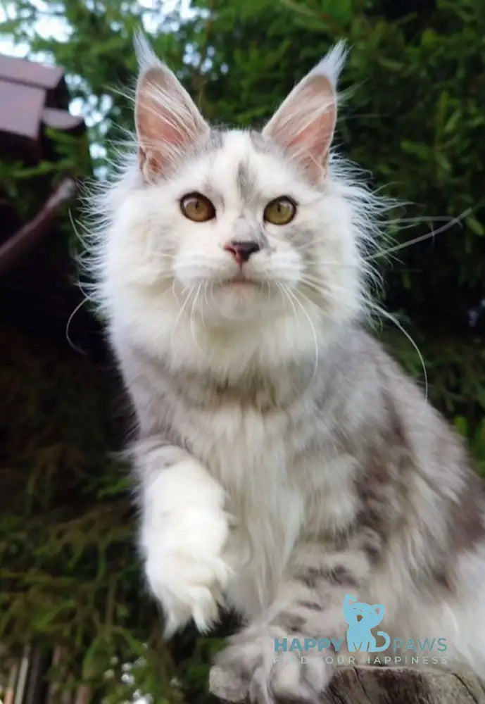 Margo Maine Coon female black tortie silver tabby live animals