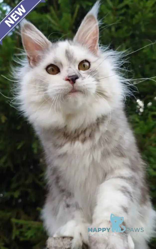 Margo Maine Coon female black tortie silver tabby live animals
