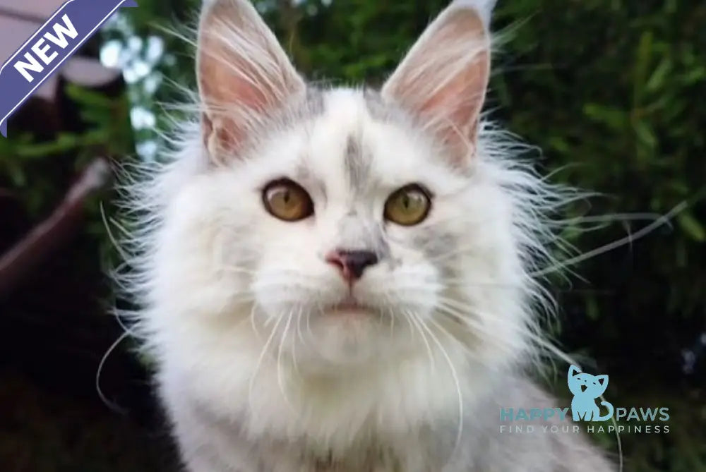 Margo Maine Coon female black tortie silver tabby live animals