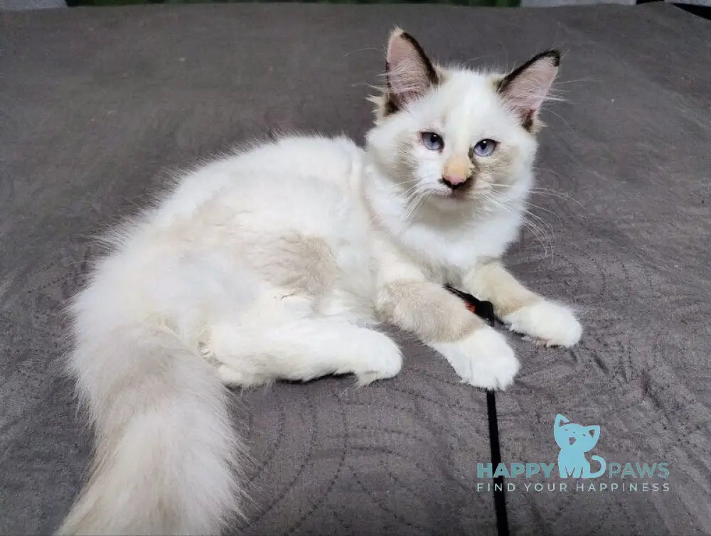 Мargo Neva Masquerade female black tortie with white live animals