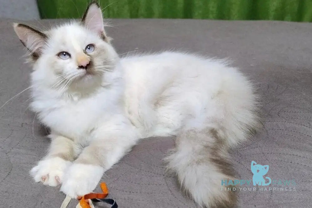 Мargo Neva Masquerade female black tortie with white live animals