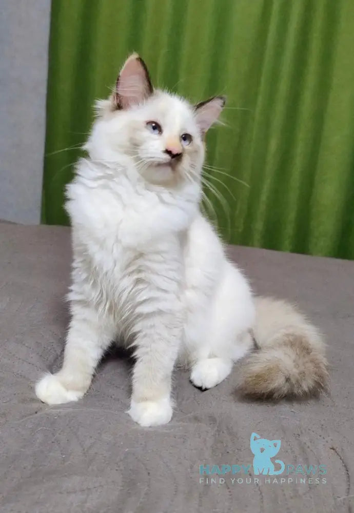 Мargo Neva Masquerade female black tortie with white live animals