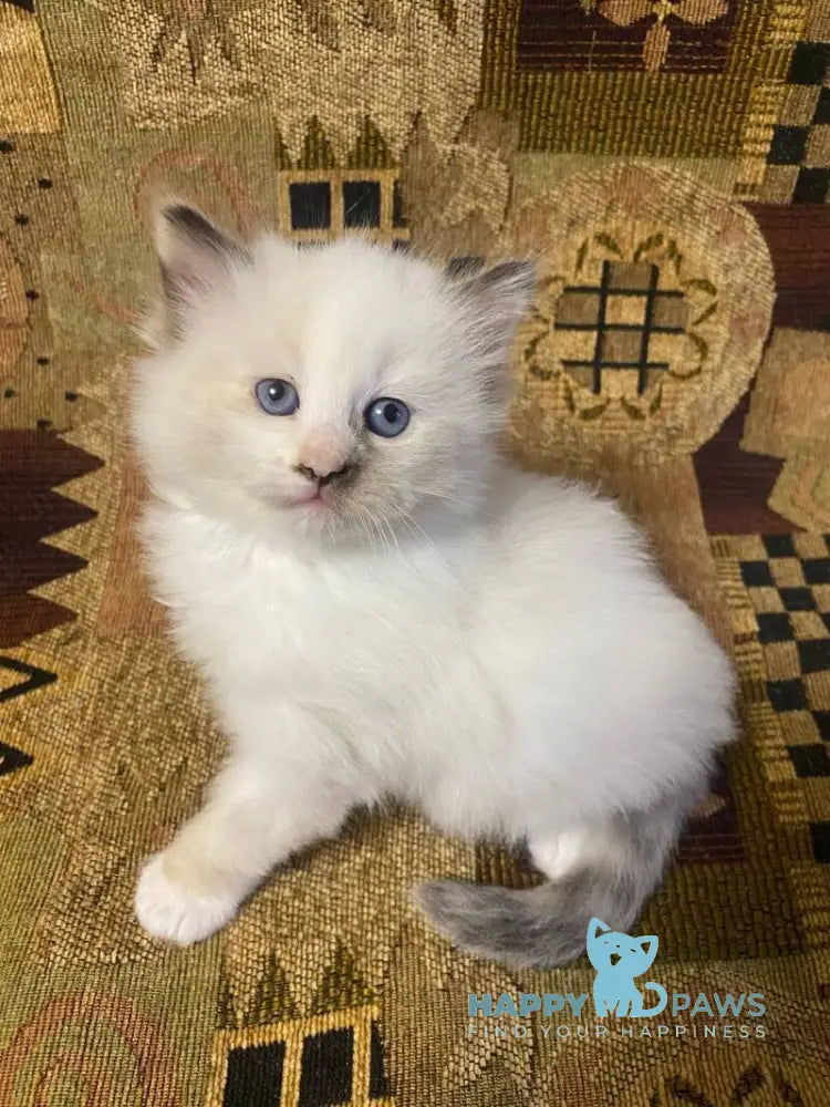 Мargo Neva Masquerade female black tortie with white live animals