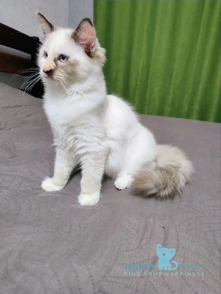 Мargo Neva Masquerade female black tortie with white live animals