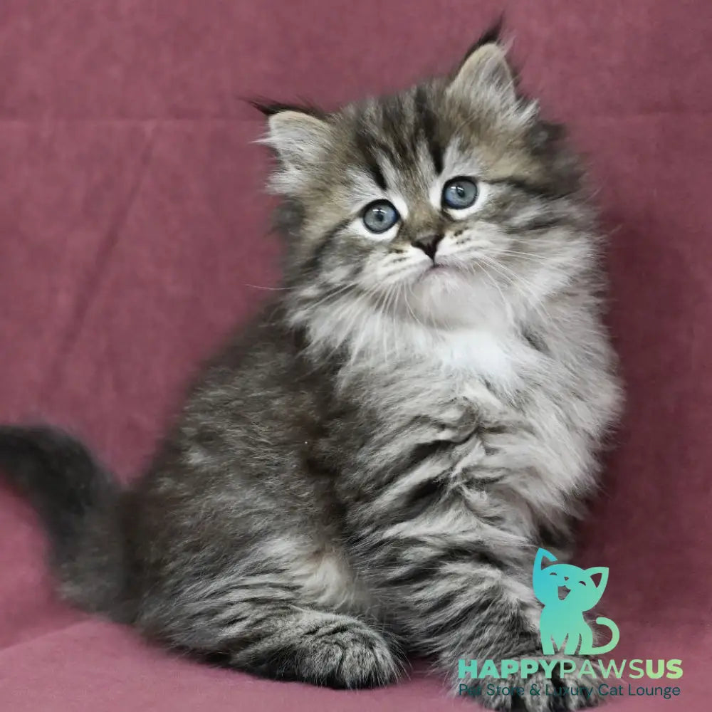 Margo Siberian female black spotted tabby - live animals