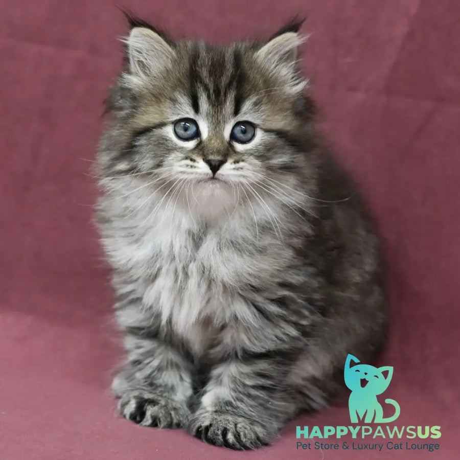Margo Siberian female black spotted tabby - live animals
