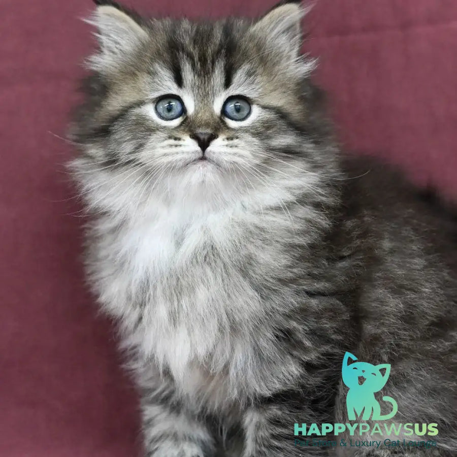 Margo Siberian female black spotted tabby - live animals